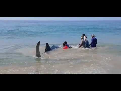 Poonthura beach kerala 🐳🐳🐳