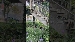 Download lagu Music Under the Pedestrian Bridge: Singapore's Domestic Helpers Sing mp3 Download lagu Music Under the Pedestrian Bridge: Singapore's Domestic Helpers Sing mp3