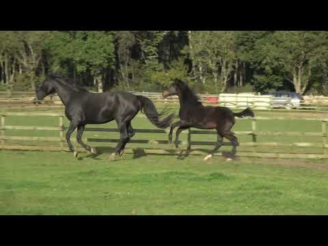 Jovian x Rubin Star N 2022 filly