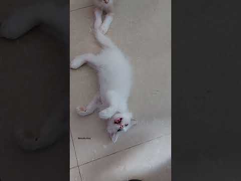 #viralvideo #cat #shorts #viralshorts #love #pets #like #reels #animals