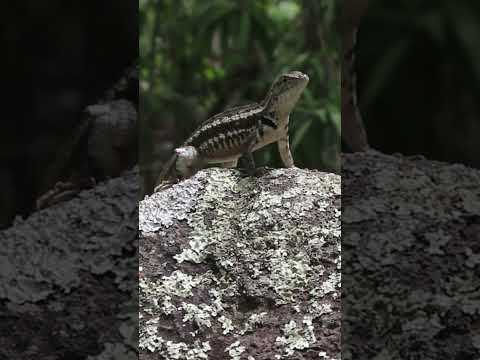 San Cristobal Lava Lizard (Microlophus bivittatus) #galapagoswildlife #lizardfacts #reptiles