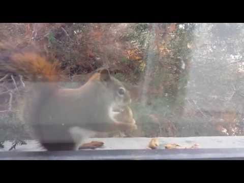 Little Red Squirrel 2