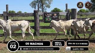 Vídeo LOTE 02