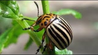 Рыбалка на личинки колорадского жука объели все листья картофеля