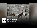 Video Captures Wolves Howling At Beardsley Zoo In Connecticut