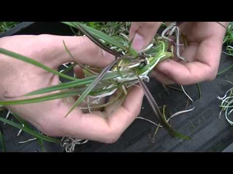 Million Orchid Project Outplanting Tutorial