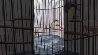 Download lagu burung remetuk laut gacor mp3