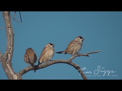 Batilda pruhovaná (Aidemosyne modesta) — starostlivosť, voliéra a kŕmenie