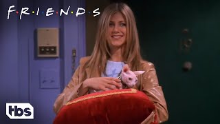 Friends: Rachel Buys An Expensive Naked Cat (Seaso