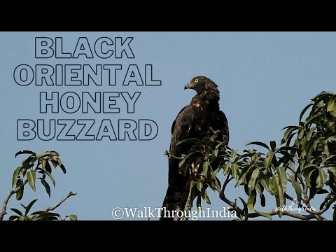 Black Oriental honey buzzard - Pernis ptilorhynchus