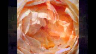 Mink Deville ~ Around The Corner