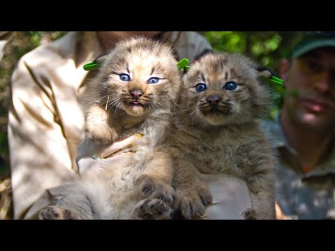 Everyone Loves These Wild Cats Because Of Their Unbelievably Huge Furry Paws