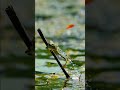 Heron Ate The Frog Funnyvideo Viralanimals Frog Sarvival Jump Eating Animals Viralreel