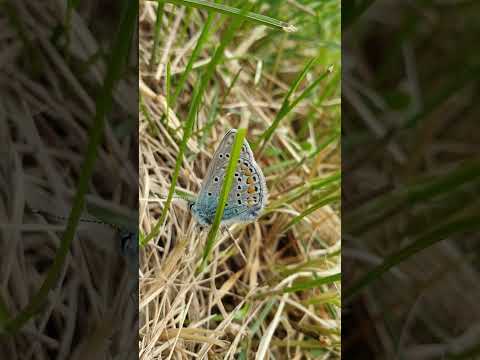 Gattung Blauling #frühling #butterfly #schmetterling #blauer #flügel