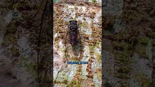 Download lagu This Loud Sound from a Tree Turns Out??? mp3