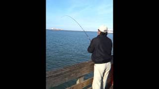 Seawolf Park Bull Reds