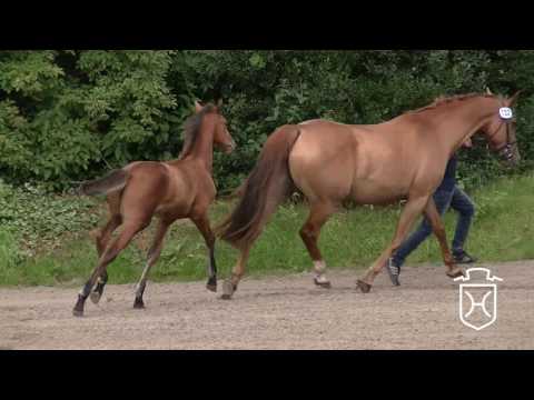 RD132 Stutfohlen von Q-Verdi - Chin Chin - Campione