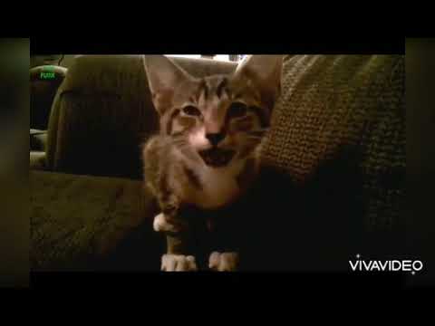 sound of cat for children