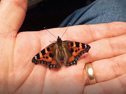 The spider and the butterfly