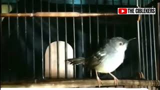 Download lagu SUARA BURUNG CIBLEK SEMI GACOR BREN PANJANG MANTAP || PALING LARIS SPEED JEDA MANTEP❗️ #ciblekbren mp3