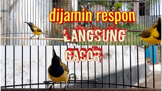 Download lagu DIJAMIN RESPON PANCINGAN SOGON LANGSUNG GACOR .!!   #pancingansogon #masteransogon #sogokontonggacor mp3
