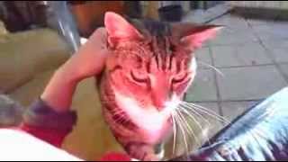 Feral Cats can be tamed!