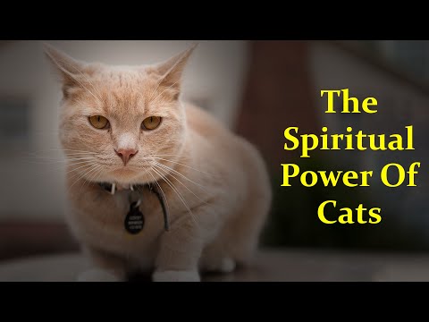 The Spiritual Power Of Cats