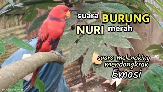 Download lagu Suara melengking burung nuri merah pancingan ampuh semua jenis nuri@nurimenarik4059 mp3
