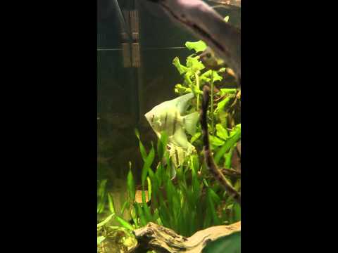 Chiclids tank 450 liter