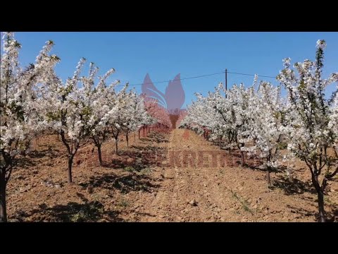 Na prodaju plac na Kosmaju (bez šljiva sa snimka) - Koraćica - 137 ari - 137.000 € - ID: P619