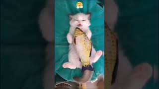 Download lagu Bobo sama ikan 😍 | Viral Kucing Lucu Bikin Ketawa Ngakak #shorts #viral #kucing #cat #cute mp3