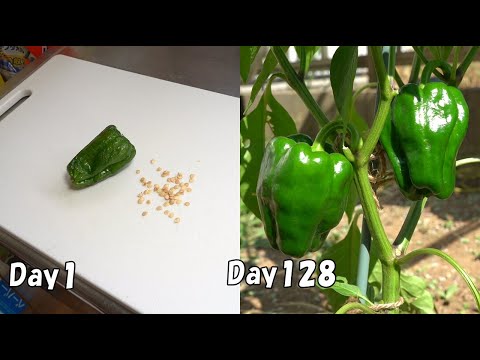, title : '食べたピーマンの種を植えると、またピーマンが出来ます… /  How to grow green bell peppers from store-bought green bell peppers'
