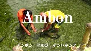preview picture of video 'AMBON BIG EEL Indonesia (アンボン　大うなぎ）'