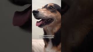 Você sabia que pets também precisam de cardiologista?