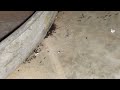 Ants Feasting On Our Gel Bait in Middletown, NJ