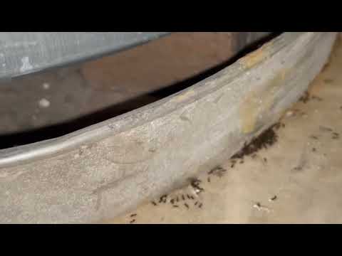 Ants Feasting On Our Gel Bait in Middletown, NJ