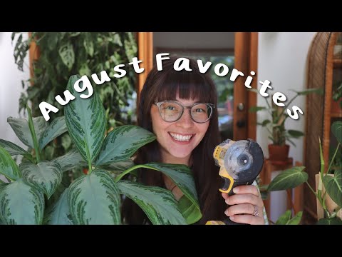 August 2022 Favorites | my favorite power tools, a staple houseplant, and more!