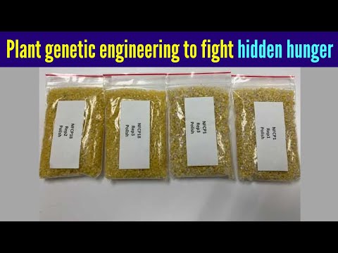 Plant genetic engineering to fight hidden hunger