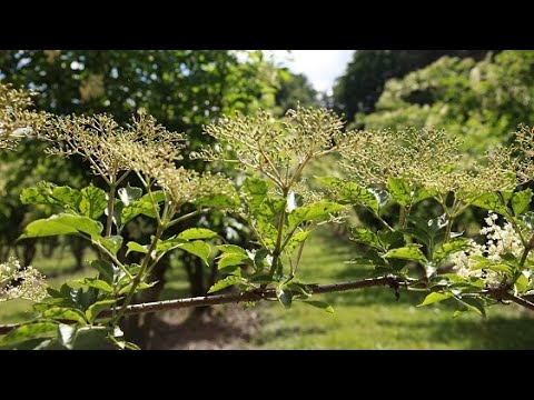 TAGWERK Impressionen - Beerenanbau auf dem Biohof Kreitmair