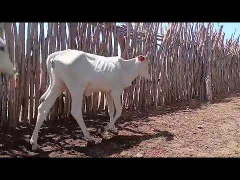  53 Bezerras: 1.350 reais cada em Afogados da Ingazeira/ Pernambuco. Whatsapp 84 99810 2784*