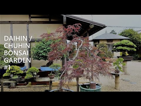 Famous DAIHIN BONSAI GARDEN #1  July 2020 / 大品盆栽・中品盆栽園