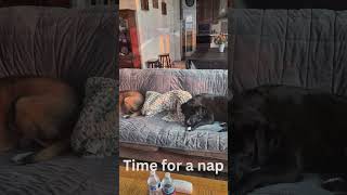 Video preview image #1 Mutt Puppy For Sale in Emmett, ID, USA