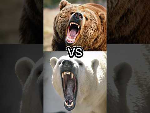GRIZZLY BEAR VS POLAR BEAR, PANDA, BLACK BEAR, SUN BEAR, THE MOST DANGEROUS BEAR, BEAR FIGHT