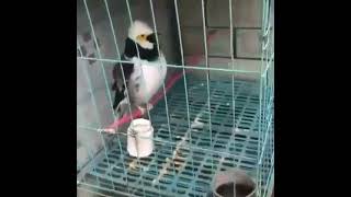 Download lagu Jalak Hongkong Gacor Vol.9 mp3