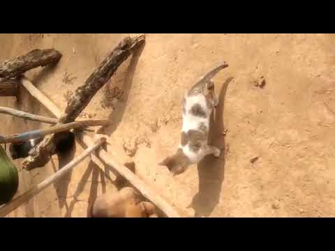 cat and dog cute fight