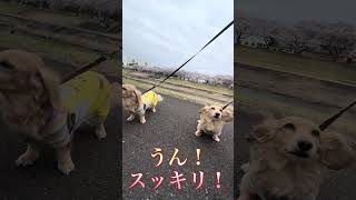 #ミニチュアダックスフンド #犬#犬のいる暮らし #犬のいる生活 #犬動画 #桜#花見#散歩#いぬ #ペット#アン#チャコ#かわいい#大好き#川#すごい #一緒#仲良し#家族