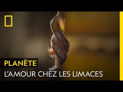 Do you know how slugs mate?