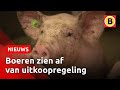 'Varkensboer laat zich nog niet uitkopen' | Omroep Brabant