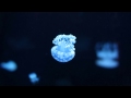 Carbon Based Lifeforms - World Of Sleepers ...