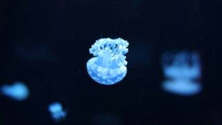 Carbon Based Lifeforms - World Of Sleepers